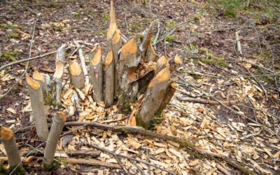 Descubre los secretos de los spas más eco-friendly: Los objetos decorativos reciclados que triunfan en la industria