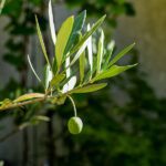 ¿Cuál es el mejor producto gourmet orgánico de Tánger? Una comparativa que te ayudará a decidir