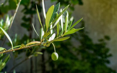 ¿Cuál es el mejor producto gourmet orgánico de Tánger? Una comparativa que te ayudará a decidir