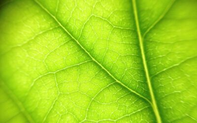 Descubre cómo las empresas locales están liderando el ranking de tecnologías verdes